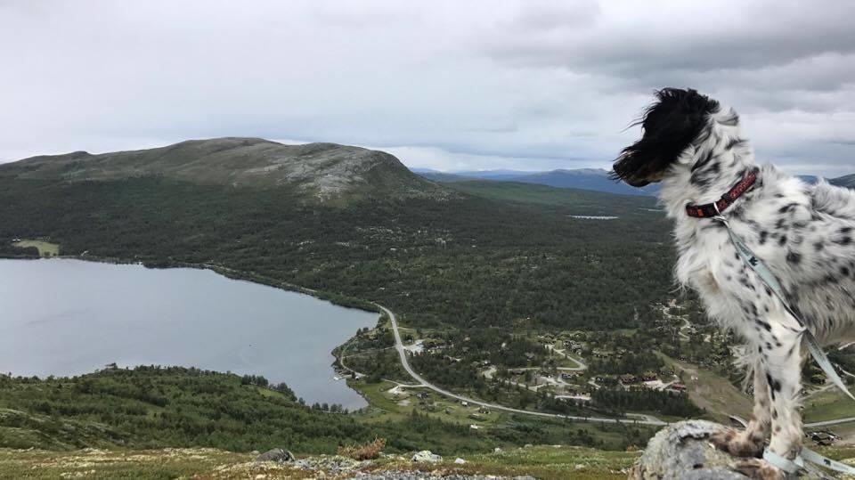 Lemonsjoen-Jotunheimen-Besseggen Villa Stuttgongfossen Exteriör bild